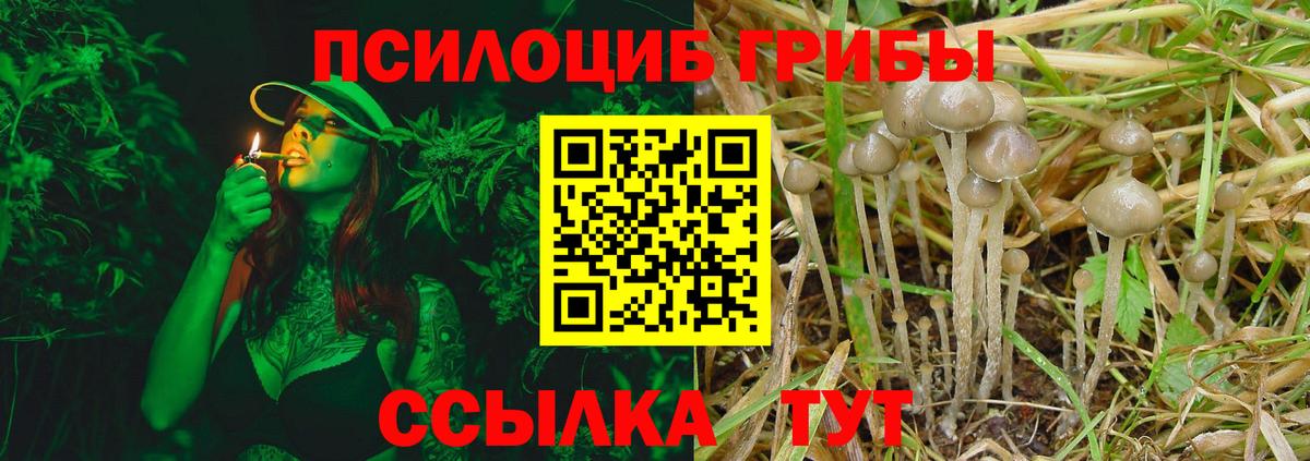 Галлюциногенные грибы Psilocybine cubensis Тихвин